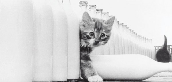 XXL-Postkarte "Kätzchen mit Milchflaschen"