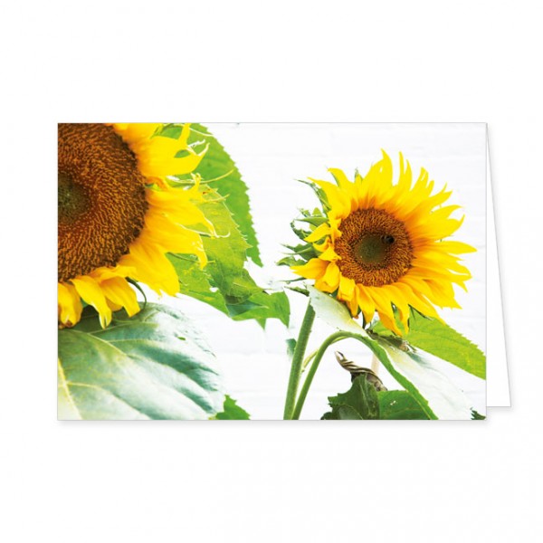 Doppelkarten "Große Sonnenblumen"