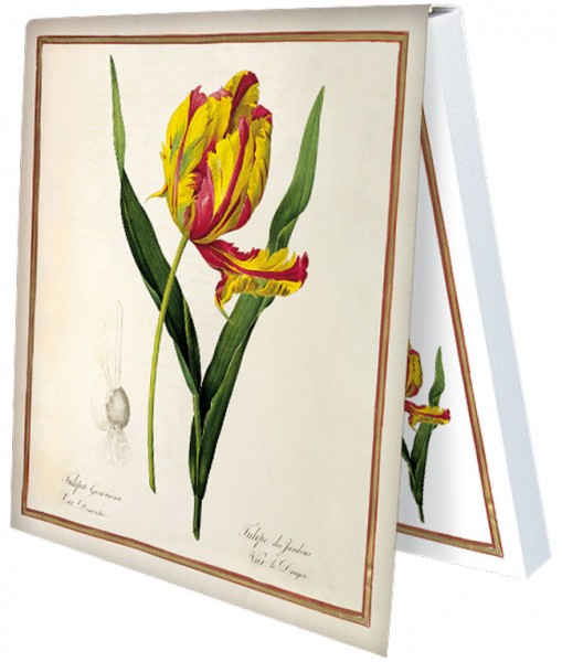 Klebezettel ‚Tulipa Gesneriana Dracontia‘