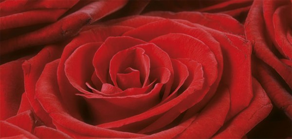 XXL-Postkarte "Rote Rose"
